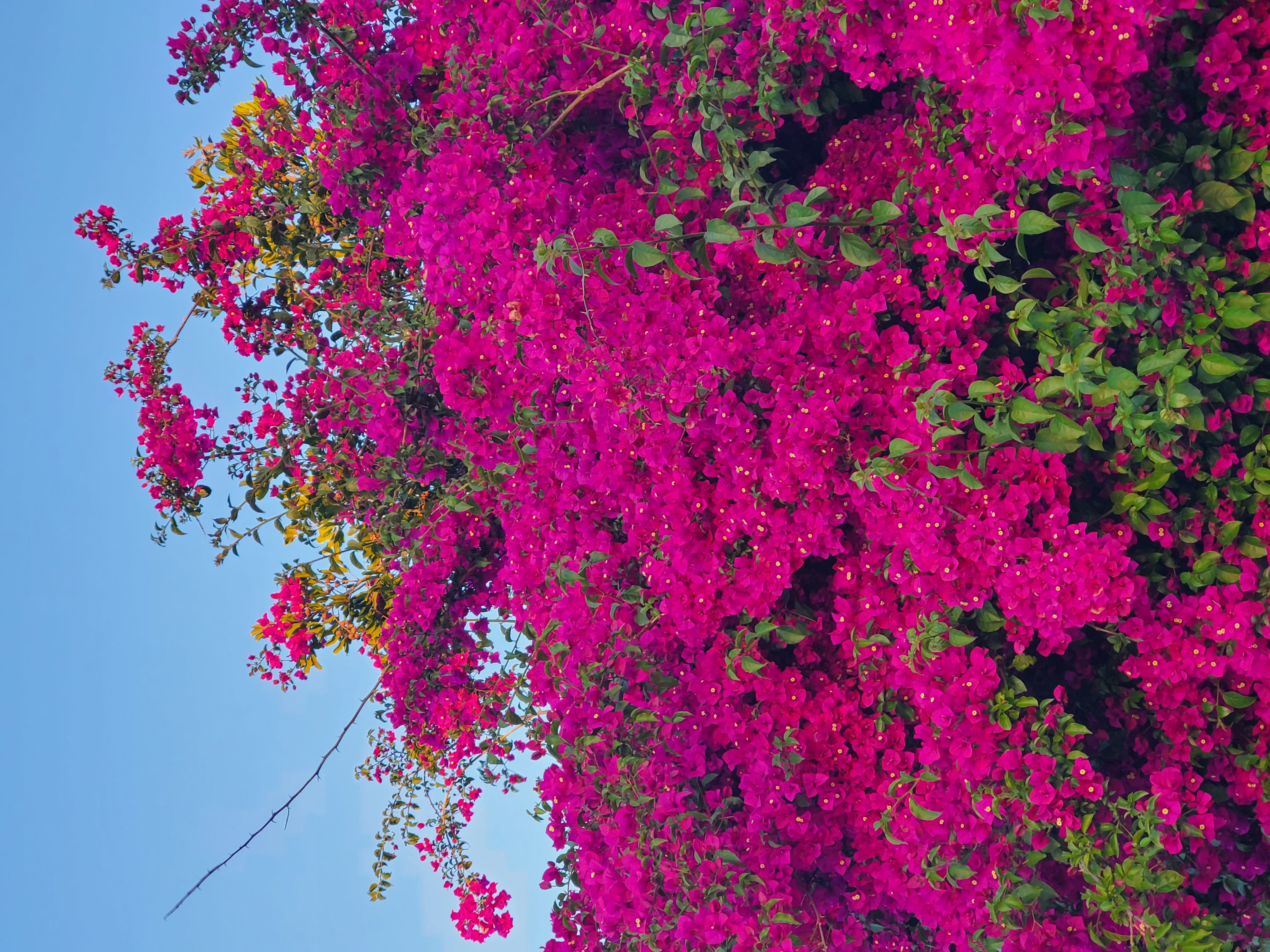 image of buganvilla flowers