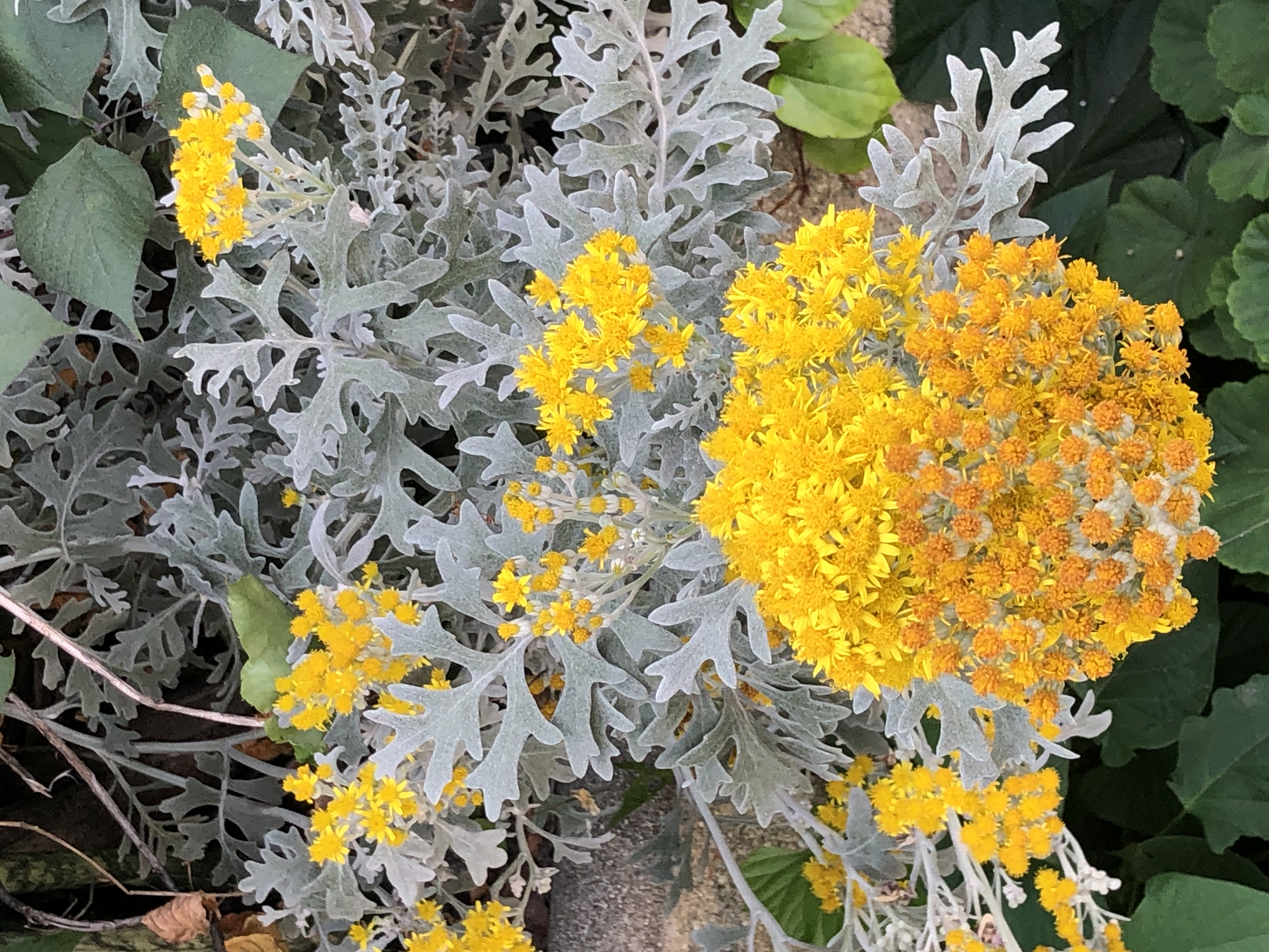 foto de la flor curiosa