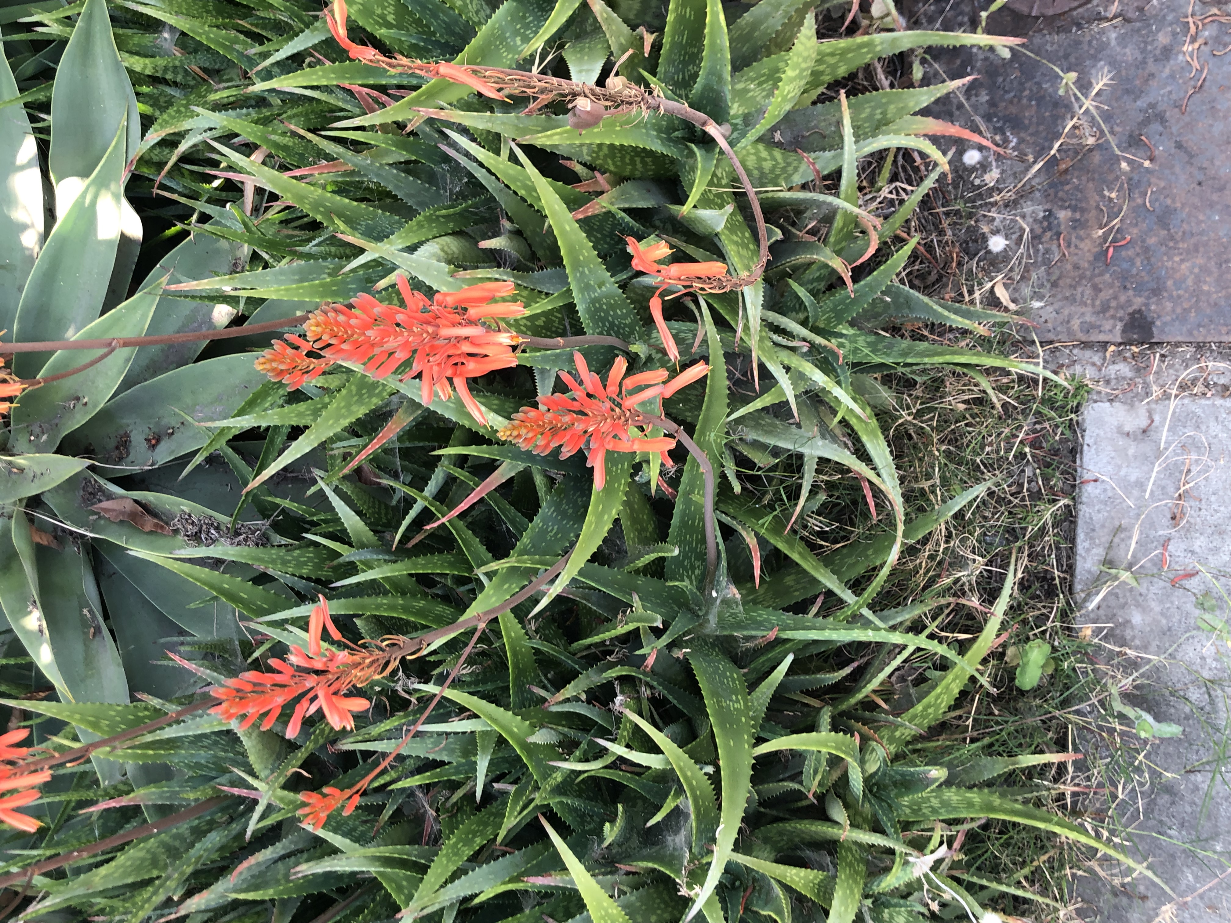 foto de la flor maguey